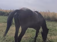 Yegua, Friesian sport horse — foto 2