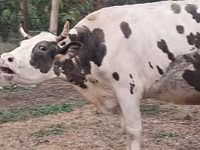 Cow, Russian Black pied cattle — photo 5