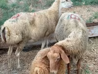 Ovce, Apsheron sheep — foto 4