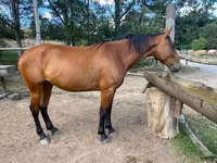 घोड़ी, Nonius horse — फ़ोटो 2
