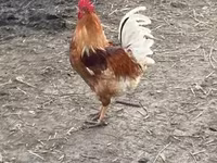 Chickens — الصورة 2