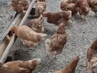 Chickens — photo 2