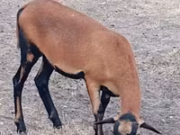 母羊, Cameroon sheep — 照片 2