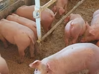 Pigs (batch, sex not specified), Крупная белая — photo 3