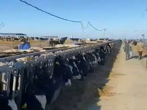 Krava, Swiss cattle