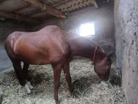 Hing, Akhal-Teke — 6. fotó