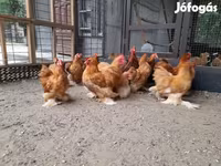 بيكين بانتام — الصورة 3