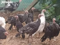 Turkeys — foto 2