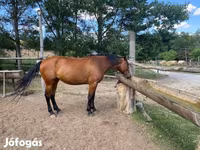 Yegua, Nonius horse — foto 4