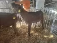 Cow, Limousin cow — photo 3