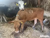 Cow, Limousin cow — photo 1