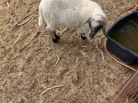 كبش, Tsigai sheep — الصورة 6