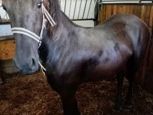 Kanca, Friesian