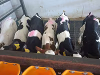 Bika, Russian Black pied cattle — 3. fotó