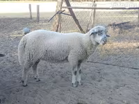 Ram, Sheep — photo 2