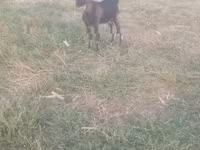 Ziegenbock, Ziegen — Foto 4