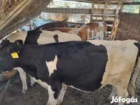 Bika, Holstein fajta — 5. fotó