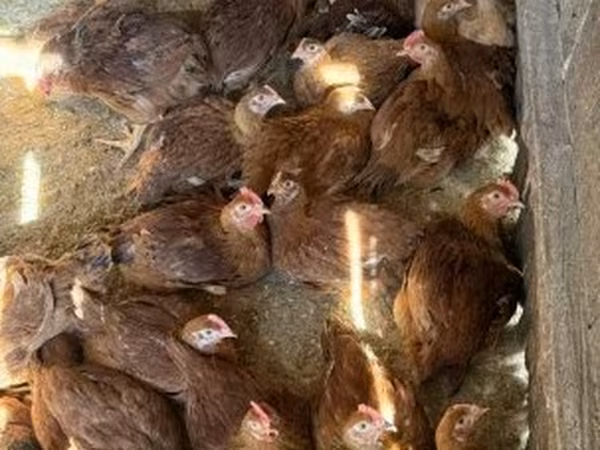 Chickens — Magyarország