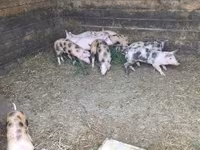 Sow, Pigs — photo 3