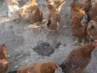 gallina danesa — foto 5