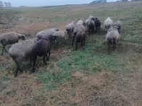 भेड़, भेड़ — फ़ोटो 3