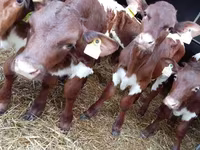 أبقار (دفعة، الجنس غير محدد), Simmental cattle — الصورة 4