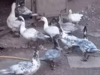 Ducks — Foto 1