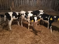 Býk, Russian Black pied cattle — foto 2