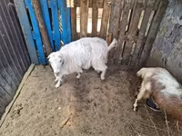 Ешкі, Ешкілер — 1-сурет