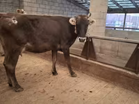 Cow, Cattle — photo 4