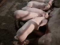 Boar, Pigs — photo 4