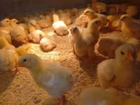 Chickens — foto 3