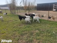Kos, Dorper sheep — 6. fotó