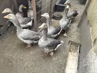 Geese — फ़ोटो 7