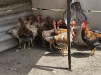 Chickens — 2-сурет