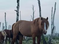 Hing, Kushum Horse — 1. fotó