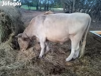 Bika, Charolais cattle — 2. fotó