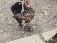 Chickens — Foto 7