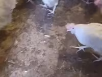 Leghorn — zdjęcie 4