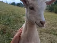 公山羊, Goats — 照片 3