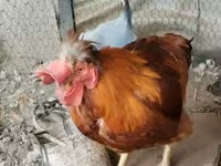 Chickens — 照片 2