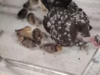 Guinea fowl — foto 6