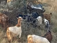 Goat, Goats — photo 7