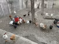 Chickens — photo 3