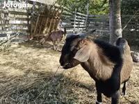 母山羊, Nubian Goat — 照片 8