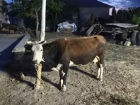Tehén, Latvian Blue cattle — 1. fotó