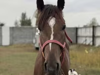 Hing, Arabian horse — 6. fotó