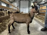 Keçi, Alpine goat — foto 2