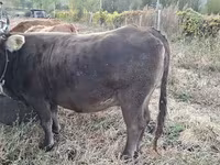 母牛, Cattle — 照片 4