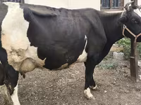 Vaca, Russian Black pied cattle — foto 6